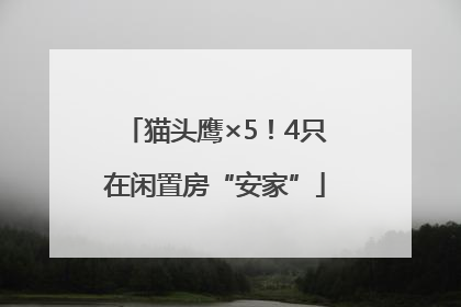 猫头鹰×5！4只在闲置房“安家”
