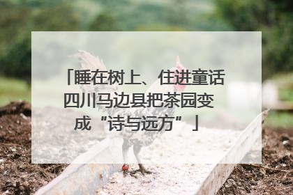 睡在树上、住进童话 四川马边县把茶园变成“诗与远方”