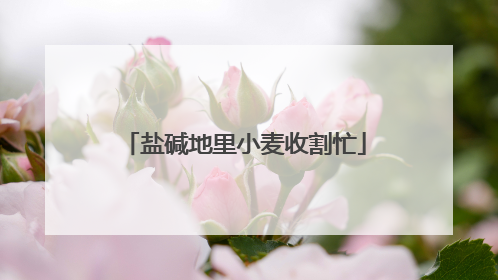 盐碱地里小麦收割忙