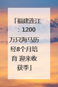 福建连江：1200万只海马历经8个月培育 迎来收获季