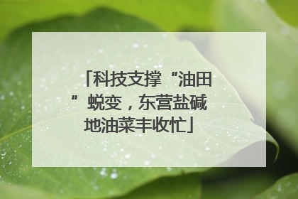 科技支撑“油田”蜕变，东营盐碱地油菜丰收忙