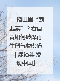 稻田里“割韭菜”？看自贡如何破译再生稻气象密码｜绿镜头·发现中国