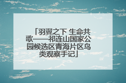 羽翼之下 生命共歌——祁连山国家公园候选区青海片区鸟类观察手记