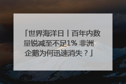 世界海洋日丨百年内数量锐减至不足1% 非洲企鹅为何迅速消失？