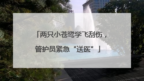两只小苍鹭学飞刮伤，管护员紧急“送医”