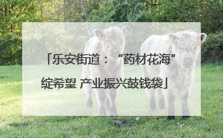 乐安街道：“药材花海”绽希望 产业振兴鼓钱袋