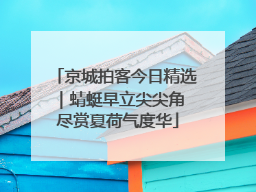 京城拍客今日精选｜蜻蜓早立尖尖角 尽赏夏荷气度华