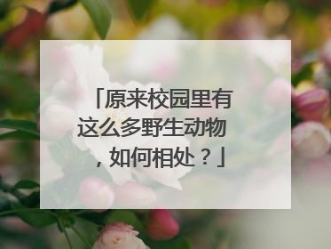 原来校园里有这么多野生动物，如何相处？