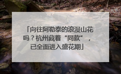 向往阿勒泰的浪漫山花吗？杭州藏着“同款”，已全面进入盛花期