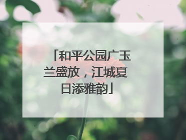 和平公园广玉兰盛放，江城夏日添雅韵