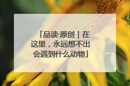 品读·原创｜在这里，永远想不出会遇到什么动物