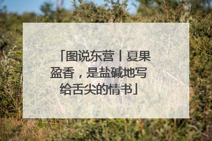 图说东营丨夏果盈香，是盐碱地写给舌尖的情书