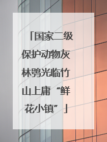 国家二级保护动物灰林鸮光临竹山上庸“鲜花小镇”
