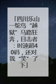 四川乐山一鸵鸟“越狱”马路狂奔，目击者：时速超40码，还对我“笑”了下
