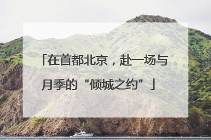 在首都北京，赴一场与月季的“倾城之约”
