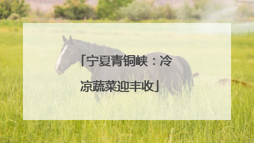 宁夏青铜峡：冷凉蔬菜迎丰收