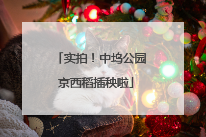 实拍！中坞公园京西稻插秧啦