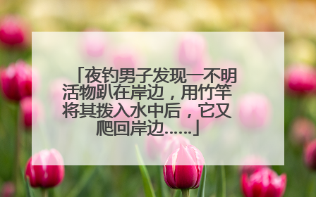夜钓男子发现一不明活物趴在岸边，用竹竿将其拨入水中后，它又爬回岸边……