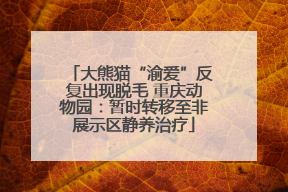 大熊猫“渝爱”反复出现脱毛 重庆动物园：暂时转移至非展示区静养治疗