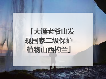 大通老爷山发现国家二级保护植物山西杓兰