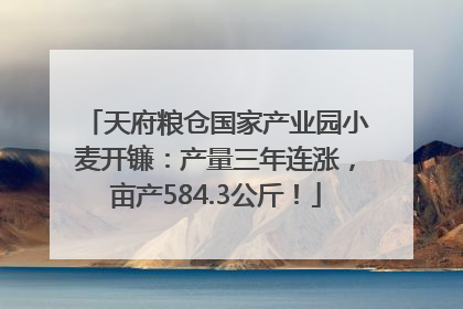 天府粮仓国家产业园小麦开镰：产量三年连涨，亩产584.3公斤！