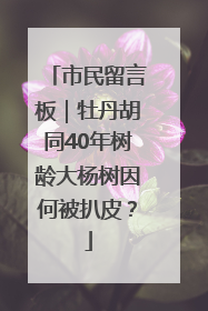 市民留言板｜牡丹胡同40年树龄大杨树因何被扒皮？