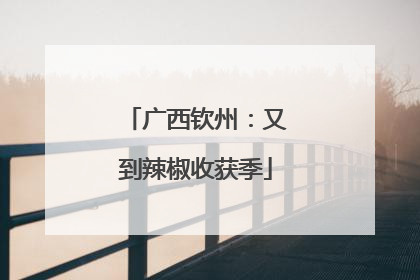 广西钦州：又到辣椒收获季