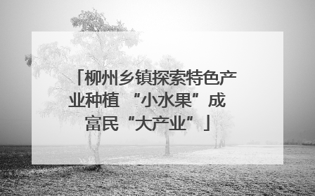 柳州乡镇探索特色产业种植 “小水果”成富民“大产业”