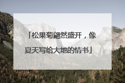 松果菊翩然盛开，像夏天写给大地的情书