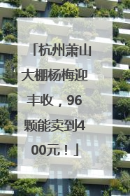杭州萧山大棚杨梅迎丰收，96颗能卖到400元！