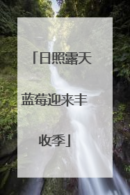 日照露天蓝莓迎来丰收季