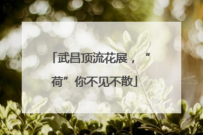 武昌顶流花展，“荷”你不见不散