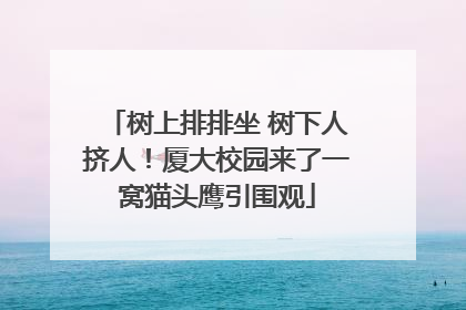 树上排排坐 树下人挤人！厦大校园来了一窝猫头鹰引围观