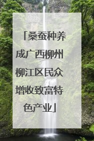 桑蚕种养成广西柳州柳江区民众增收致富特色产业
