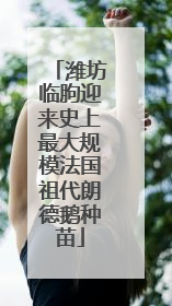 潍坊临朐迎来史上最大规模法国祖代朗德鹅种苗