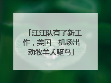 汪汪队有了新工作，美国一机场出动牧羊犬驱鸟