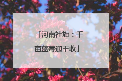 河南社旗：千亩蓝莓迎丰收