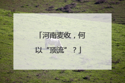 河南麦收，何以“顶流”？