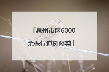 泉州市区6000余株行道树修剪