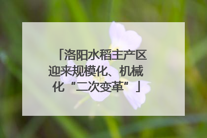 洛阳水稻主产区迎来规模化、机械化“二次变革”