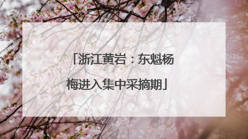 浙江黄岩：东魁杨梅进入集中采摘期