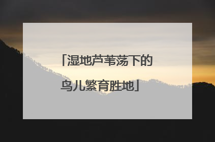 湿地芦苇荡下的鸟儿繁育胜地