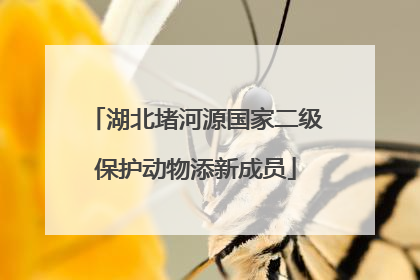 湖北堵河源国家二级保护动物添新成员