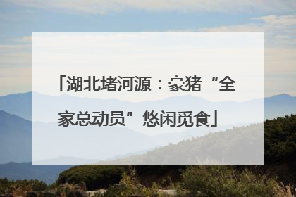 湖北堵河源：豪猪“全家总动员”悠闲觅食