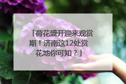 荷花盛开迎来观赏期！济南这12处赏花地你可知？