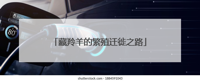 藏羚羊的繁殖迁徙之路