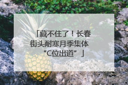 藏不住了！长春街头耐寒月季集体“C位出道”
