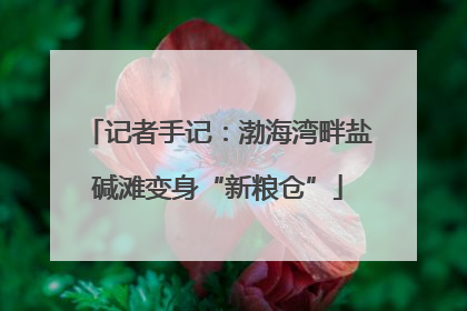 记者手记：渤海湾畔盐碱滩变身“新粮仓”
