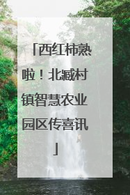 西红柿熟啦！北臧村镇智慧农业园区传喜讯