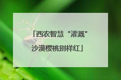 西农智慧“灌溉” 沙漠樱桃别样红